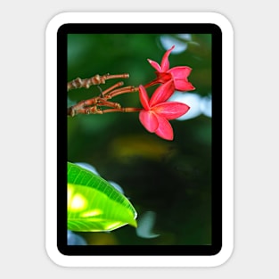 plumeria-flowers-frangipani-floral-red-blossoms-shirtyshirto-34 Sticker